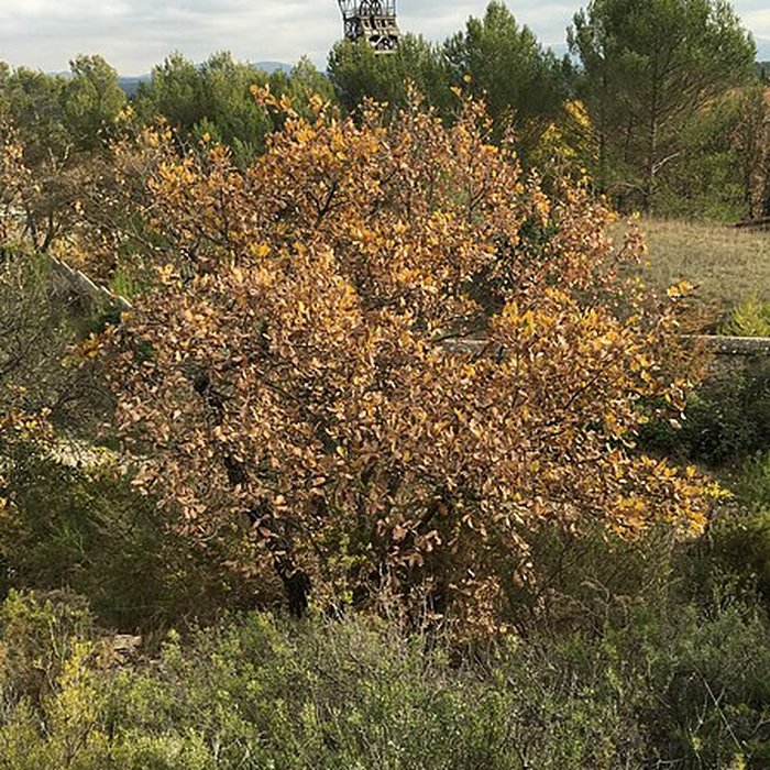 Photo de Puits Hély dOissel à Gréasque