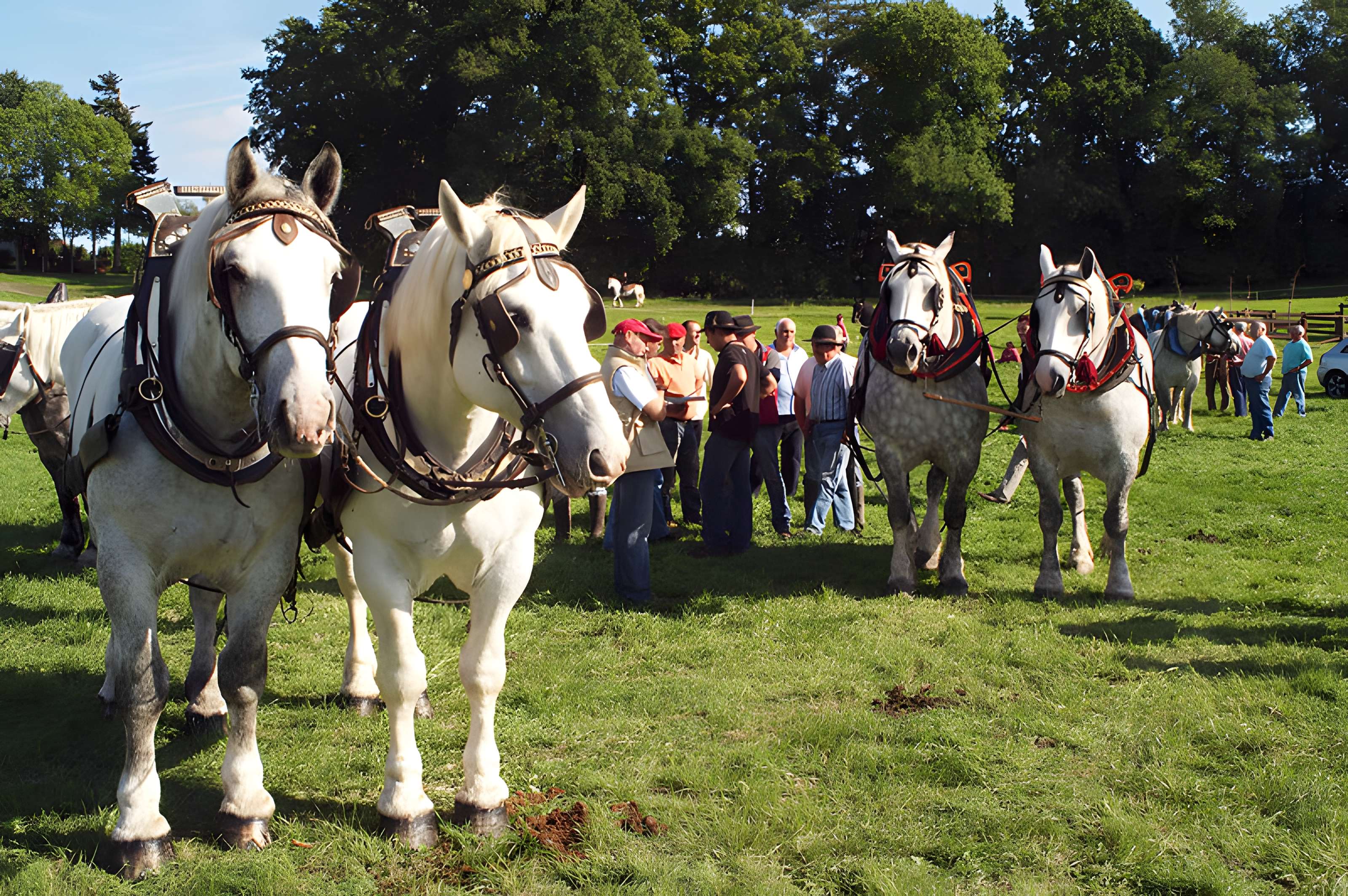 Château du Haras national du Pin