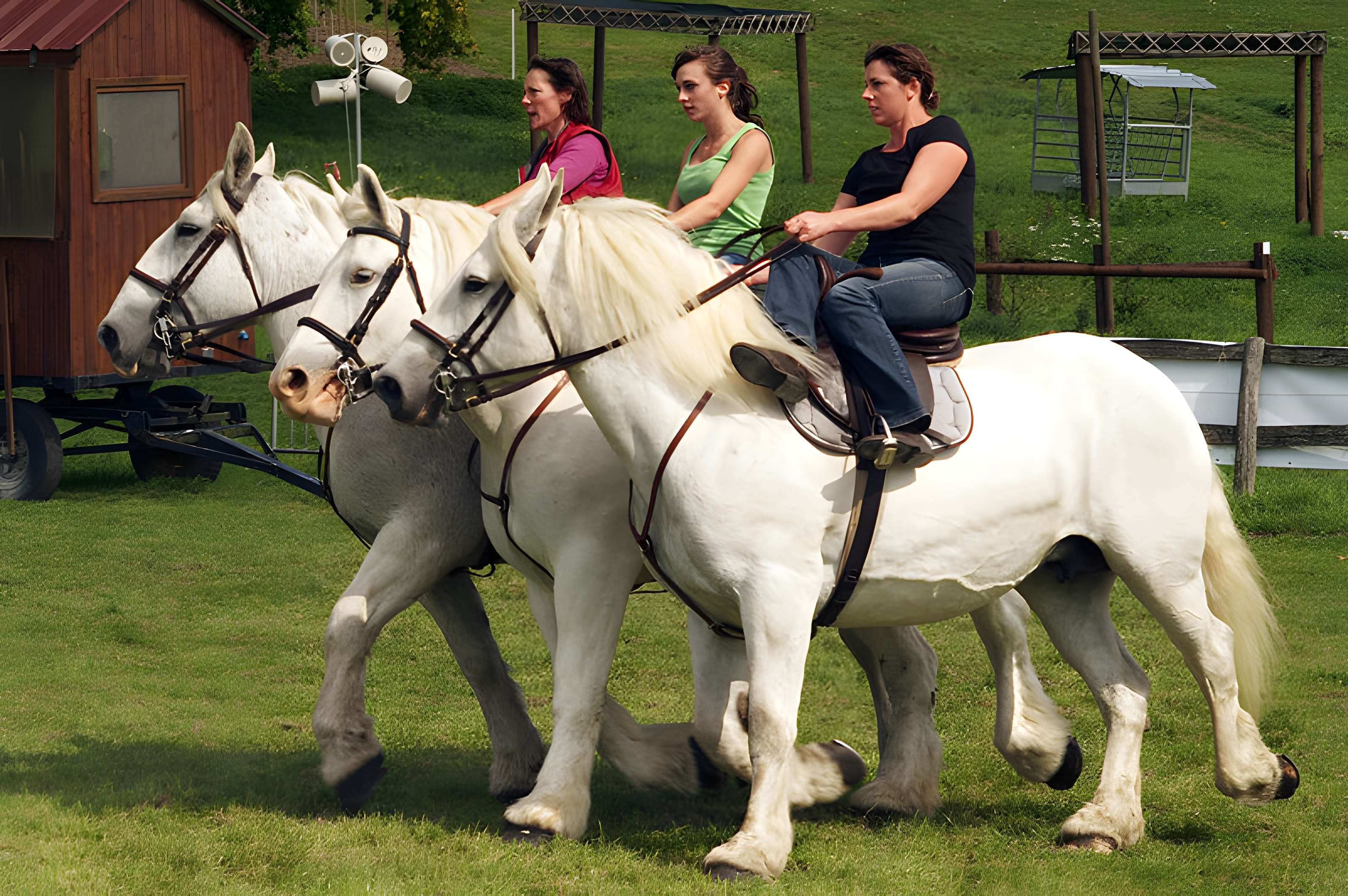 Château du Haras national du Pin