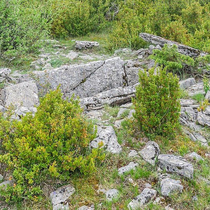 Photo de Site archéologique du dolmen 3 de Saint-Martin-du-Larzac à Millau