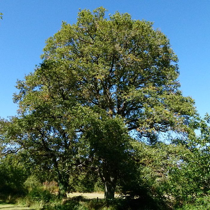Photo de Château du Moulin
