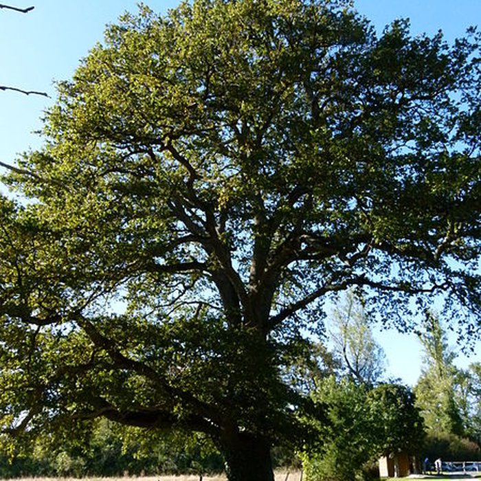 Photo de Château du Moulin