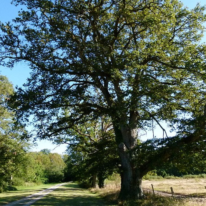 Photo de Château du Moulin