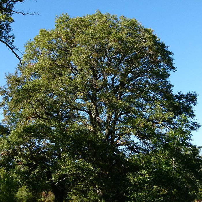 Photo de Château du Moulin