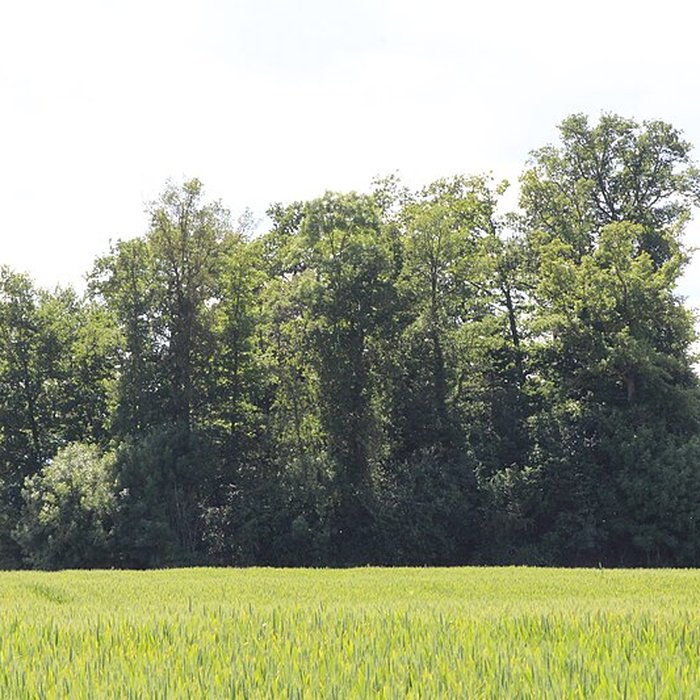 Photo de Vieux Bourg de LAbergement-Clémenciat