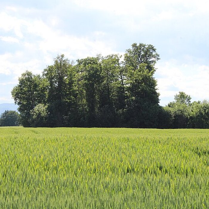 Photo de Vieux Bourg de LAbergement-Clémenciat