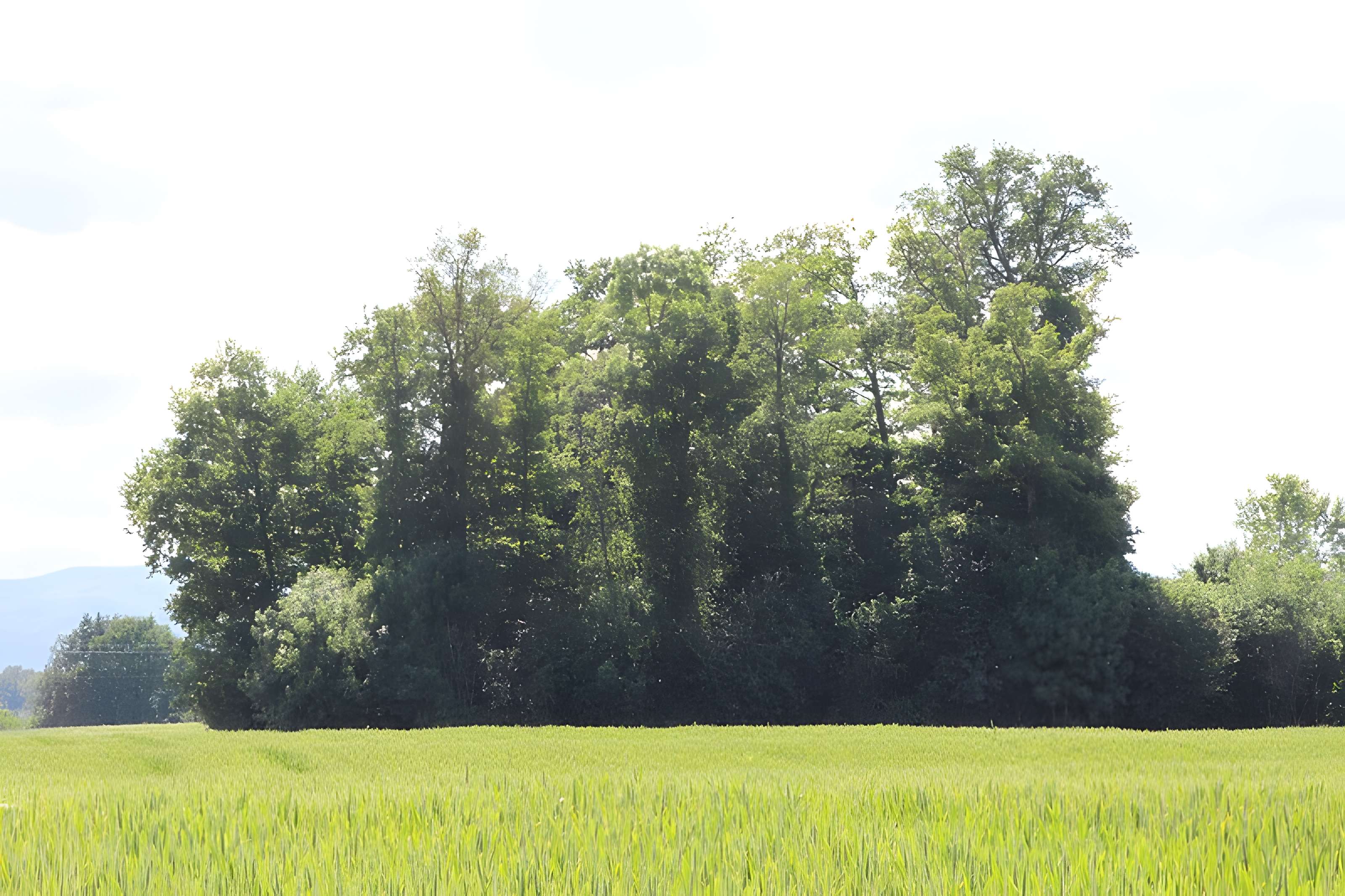 Vieux Bourg de L'Abergement-Clémenciat