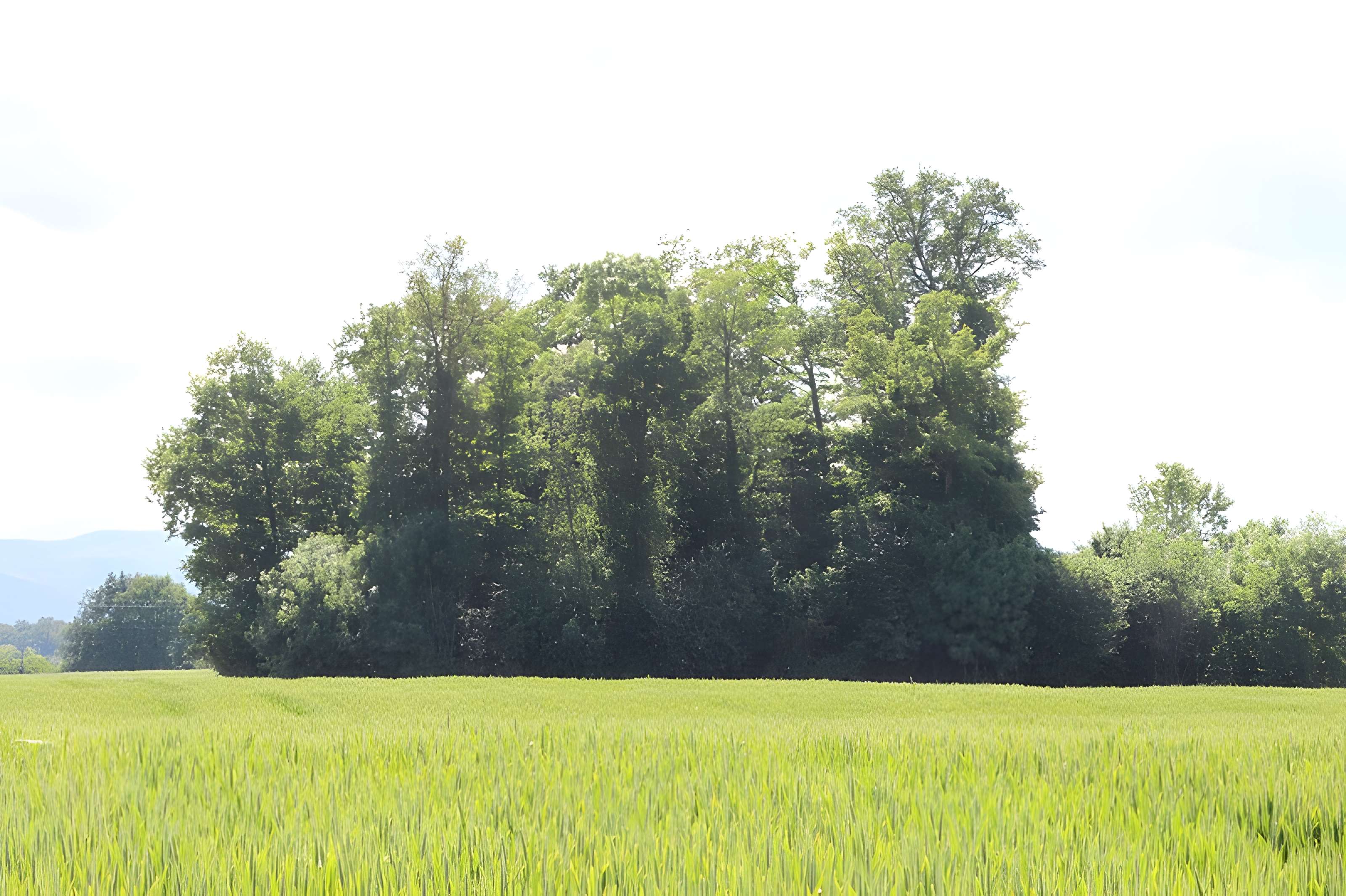 Vieux Bourg de L'Abergement-Clémenciat