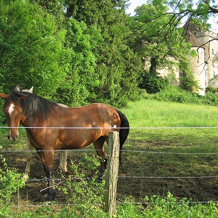 Photo de Château du Pin