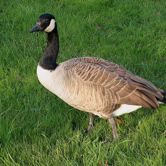 Photo de Château du Plessis-Bourré
