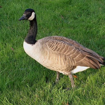 chateau du plessis bourre