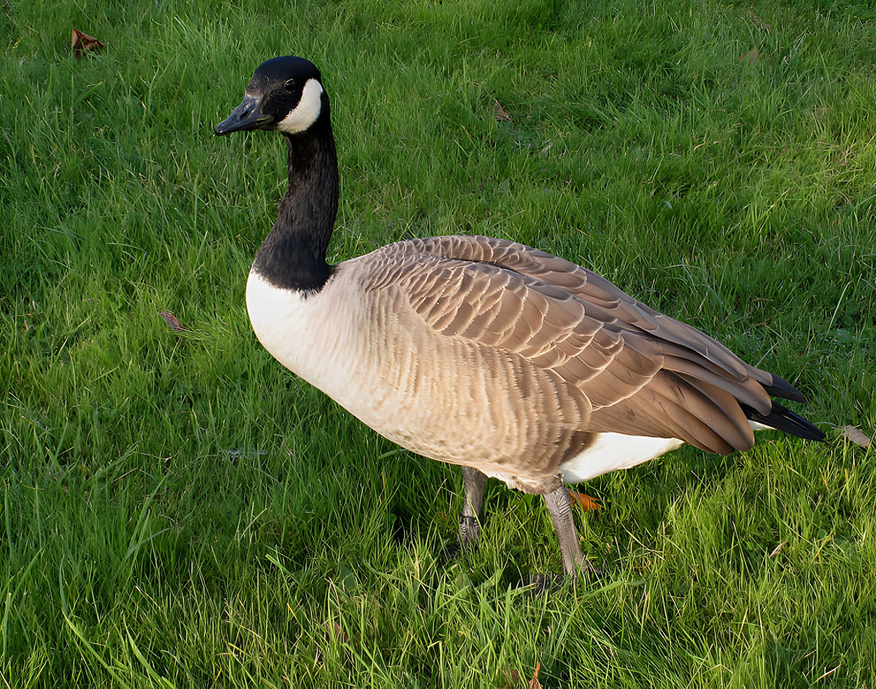 Château du Plessis-Bourré