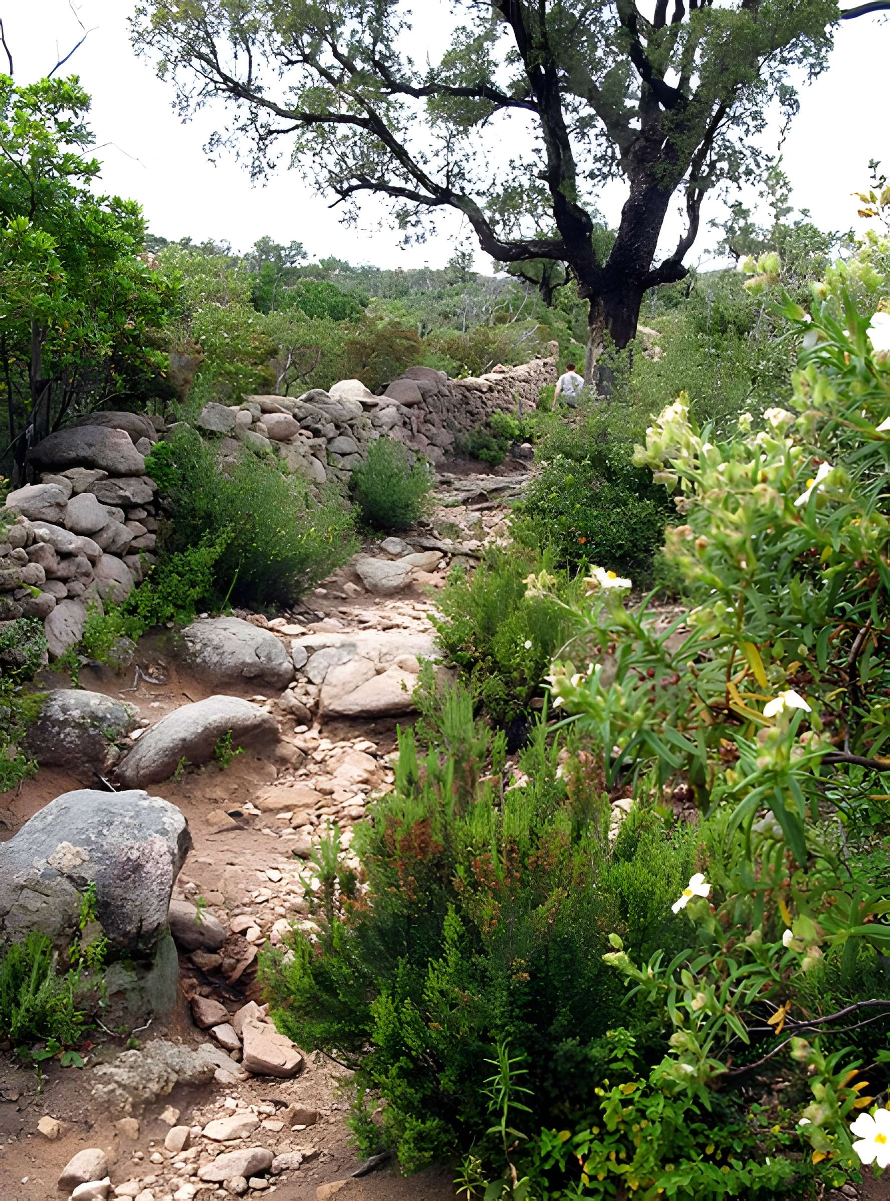 Araghju à San-Gavino-di-Carbini