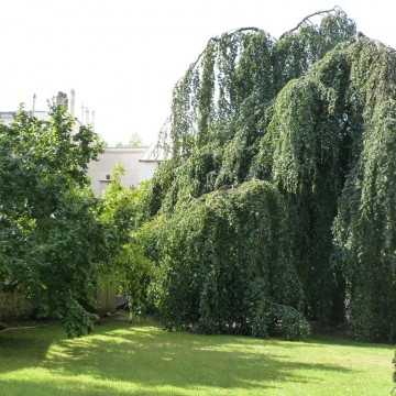 LOrangerie