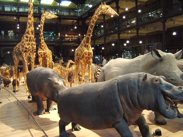 Grande galerie de l'Évolution du Muséum national d'histoire naturelle de Paris (Crédit photo : Kezia1 sur Wikipédia)